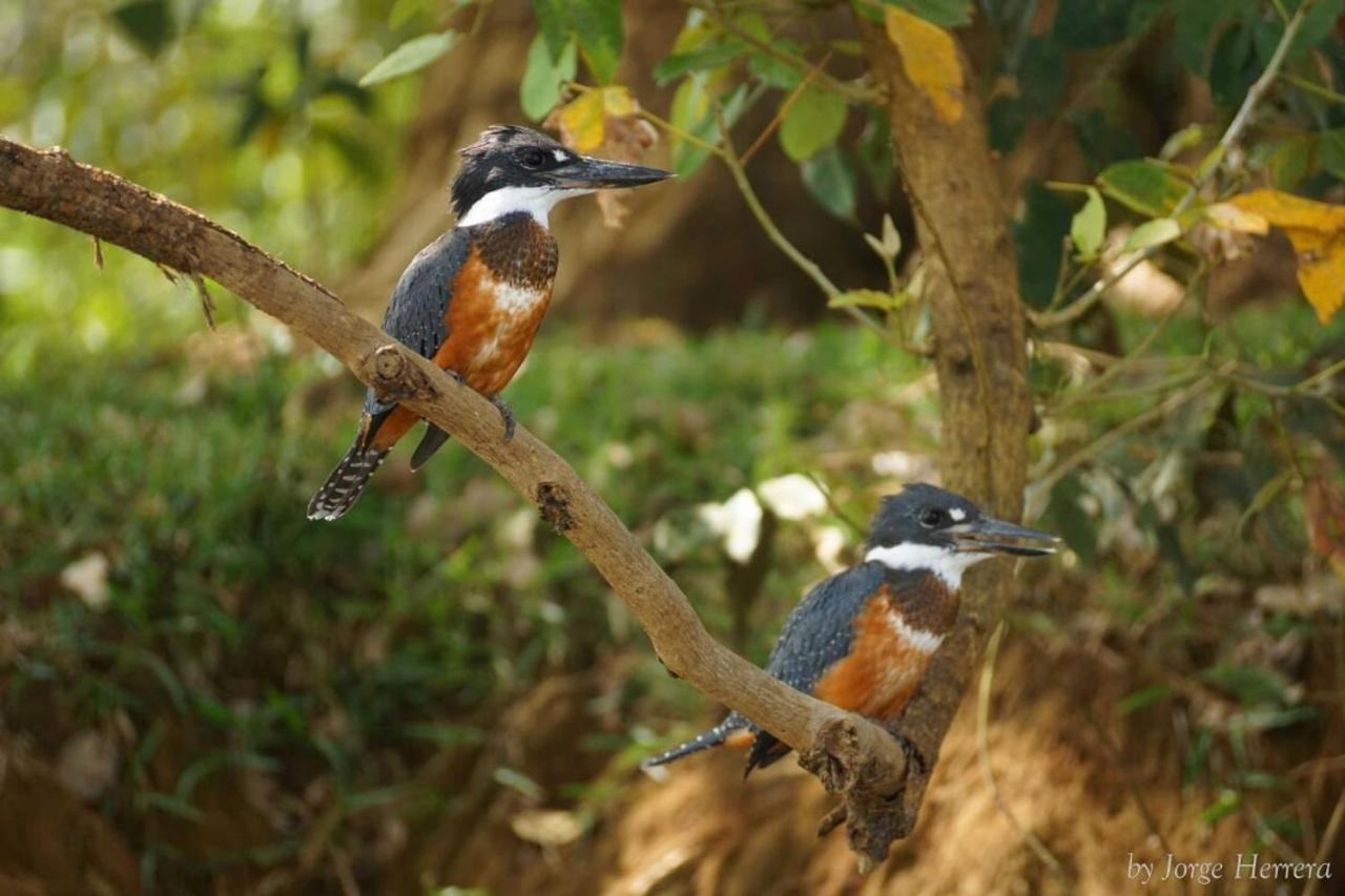 Natural Lodge Cano Negro 外观 照片