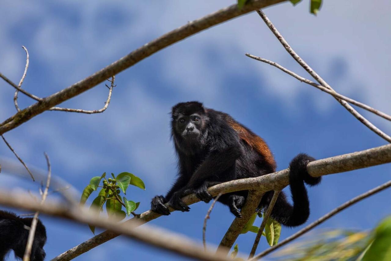 Natural Lodge Cano Negro 外观 照片
